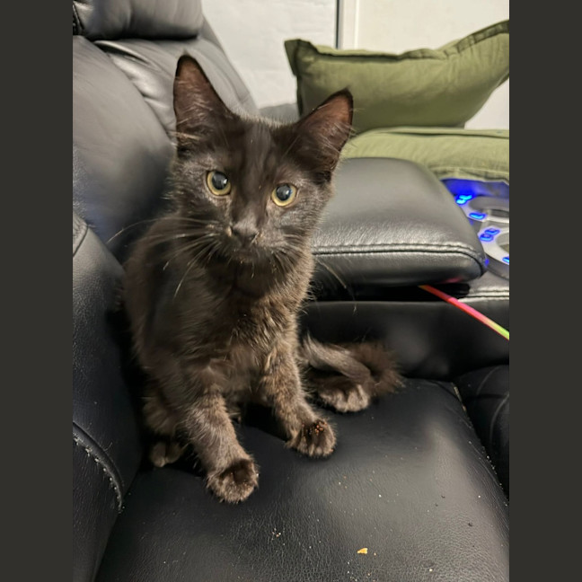 Photo of Licorice & Oreo