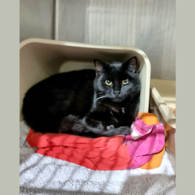 Photo of Apollo