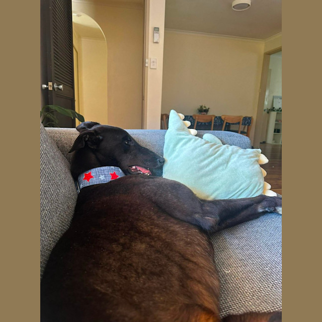 Photo of Joey, Greyhound