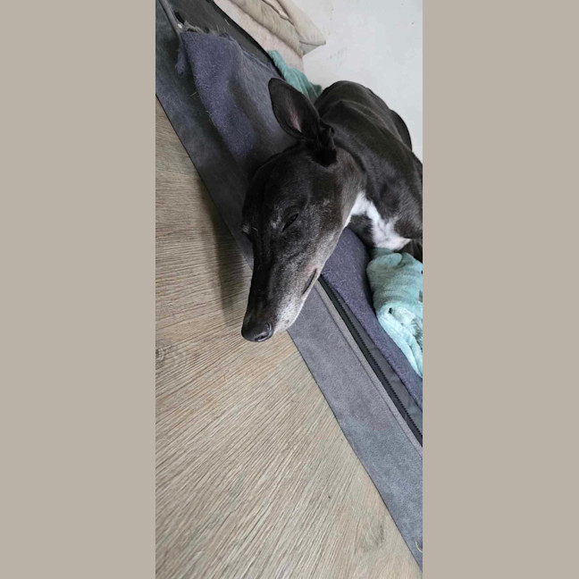 Photo of Prince, The Greyhound