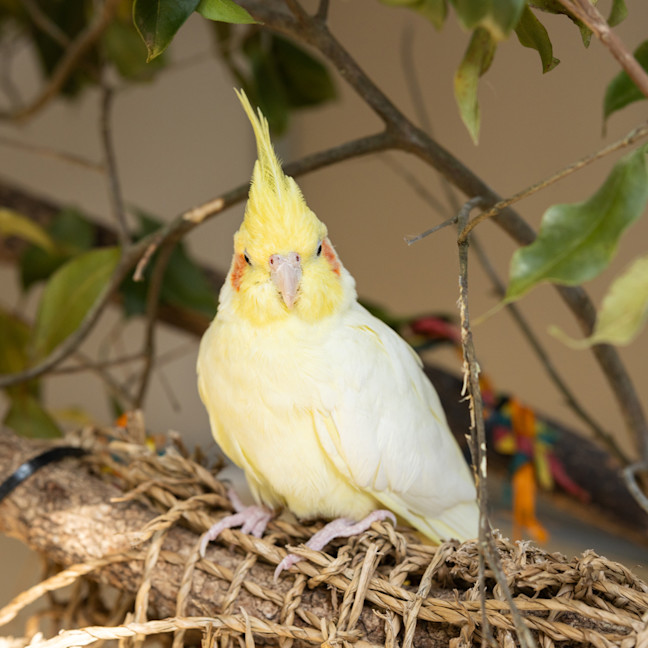 Photo of Cuckoo
