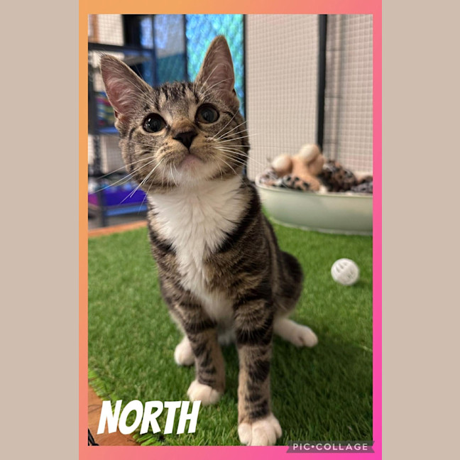Photo of North