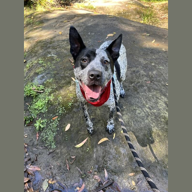 Photo of Buddy