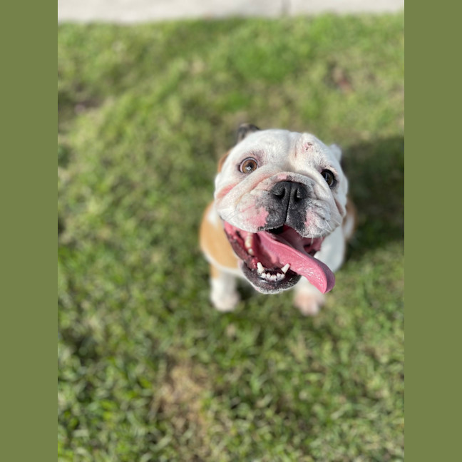 Photo of Dixie
