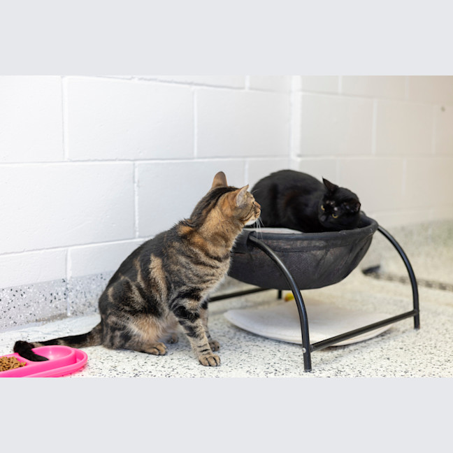 Photo of Missy (Previously Little Miss)