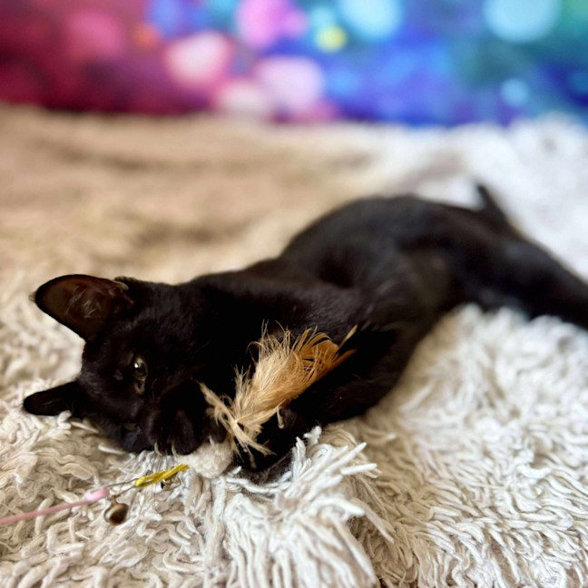 Photo of Vivienne (Located In Eltham North) 