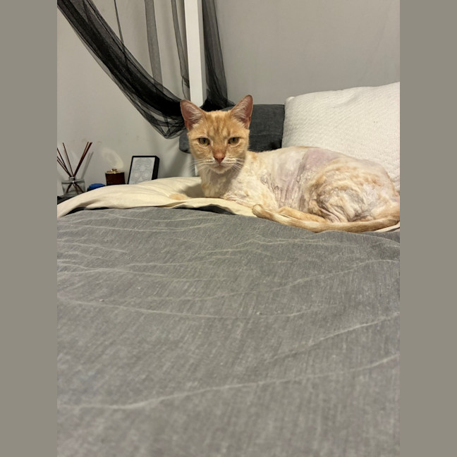 Photo of Flik