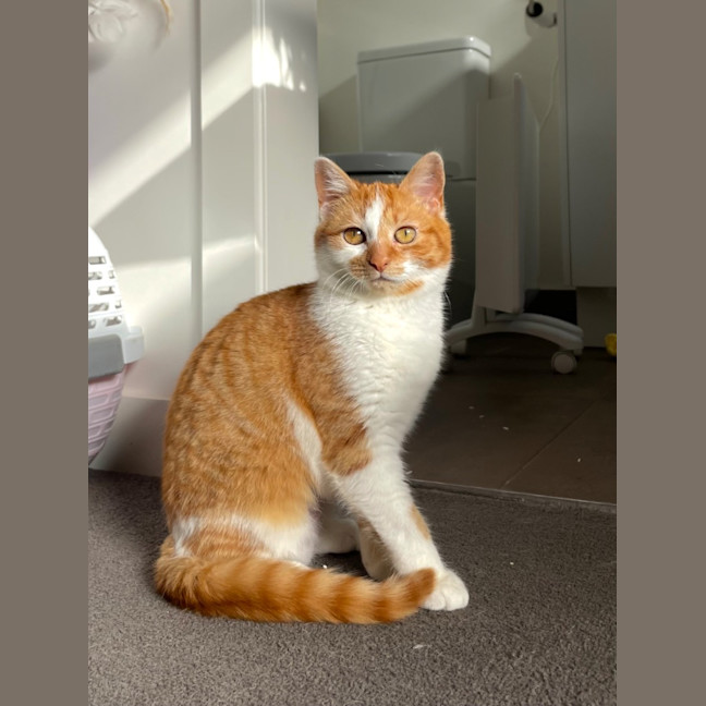 Photo of Marigold