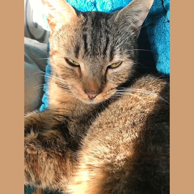 Photo of Violet