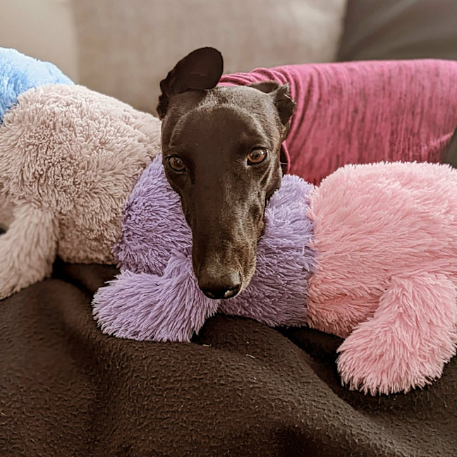 Photo of Cassie, The Greyhound