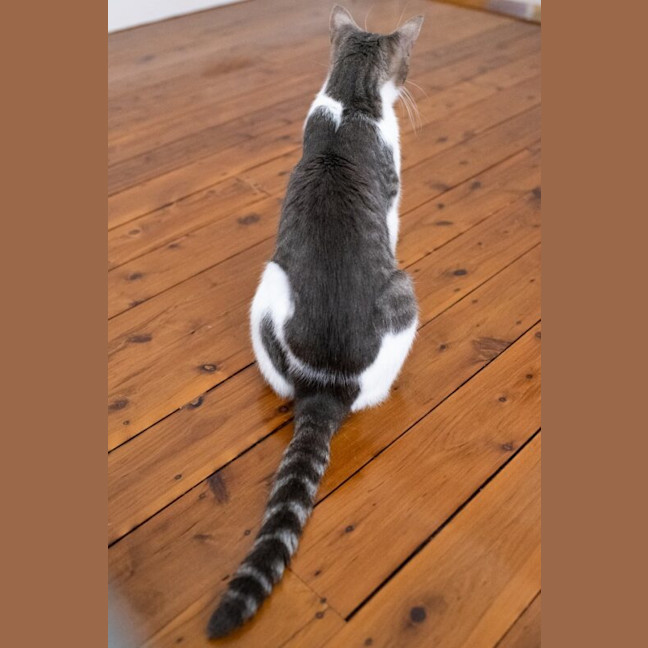Photo of Pixie