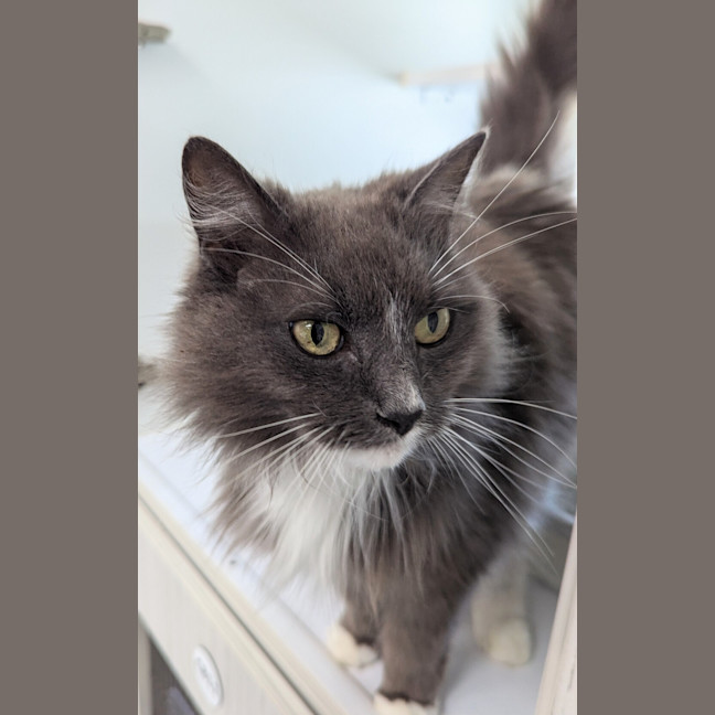 Photo of Freya