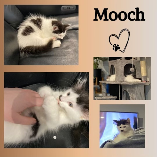 Photo of Mooch
