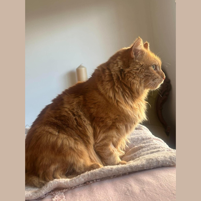 Photo of Gus   In Foster Care In Oak Park