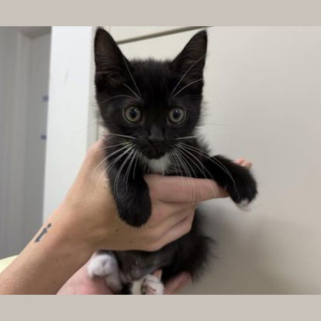 Photo of Nymeria