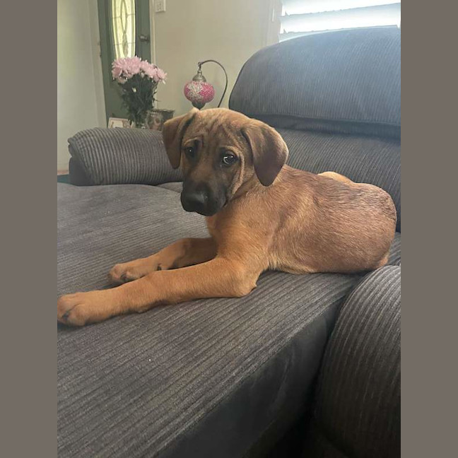 Photo of Cruise