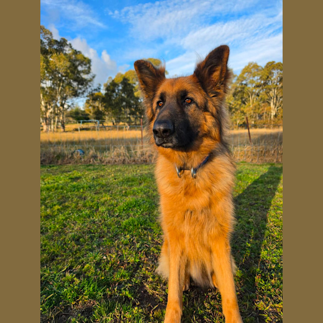 Photo of Otto