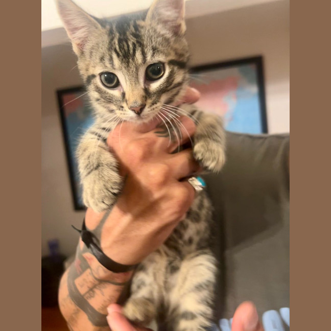 Photo of Pegi (Aka Tent Peg)