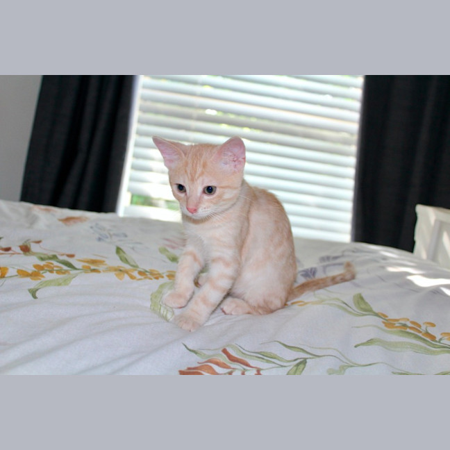 Photo of Pickle