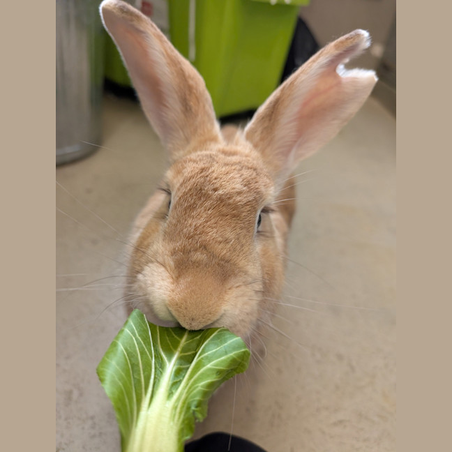 Photo of Caramel