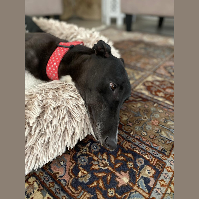 Photo of Dashi, The Greyhound