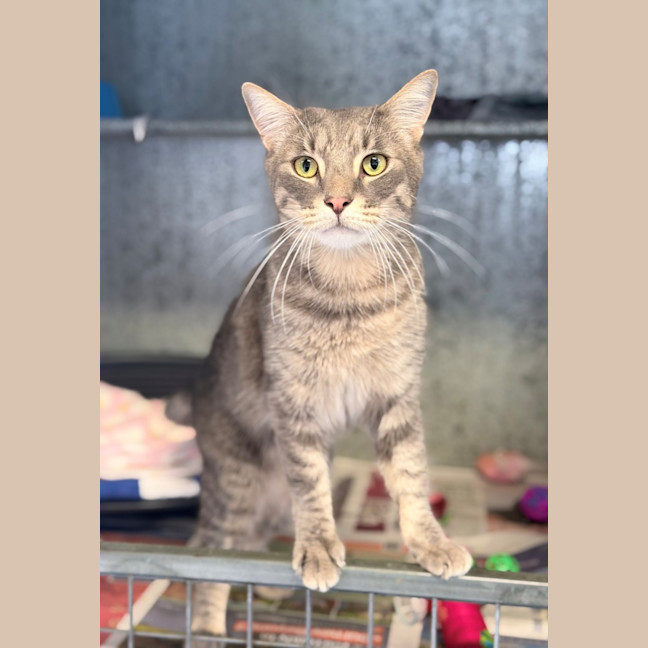 Photo of Meow