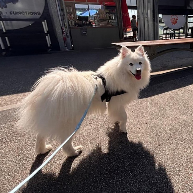 Photo of Archie