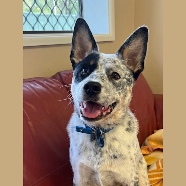 Photo of Angus
