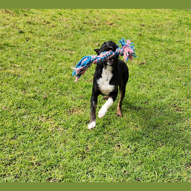 Photo of Chance