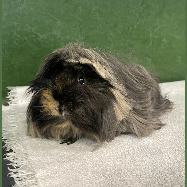 Photo of Donna Noble (Bonded To Ella)