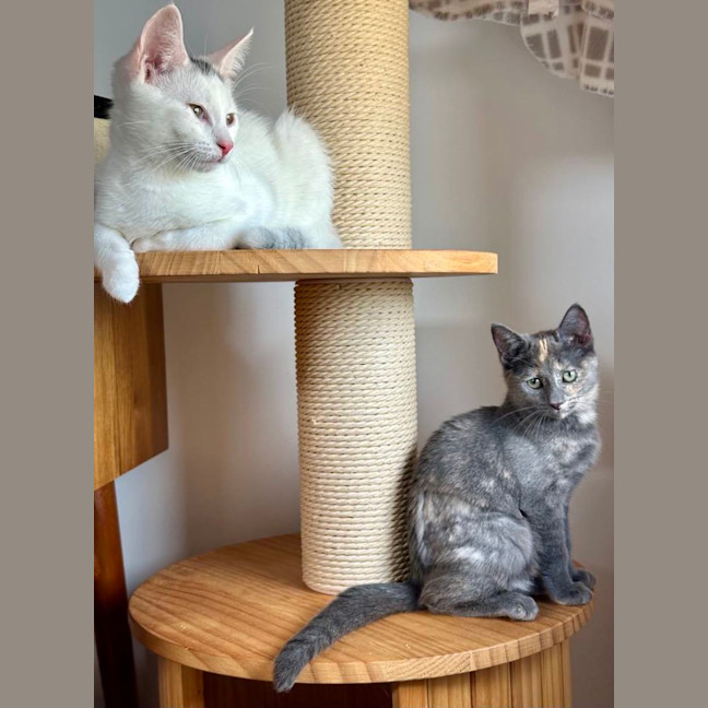 Photo of Bernie   Located In Bellfield