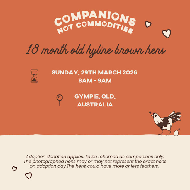 Photo of Rescue Hens   For Adoption   Gympie, Qld