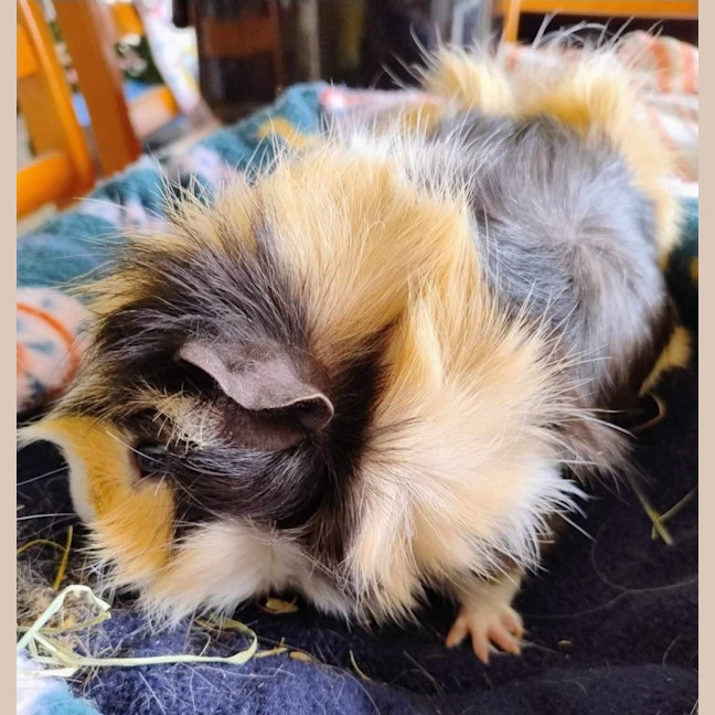 Photo of Charlie