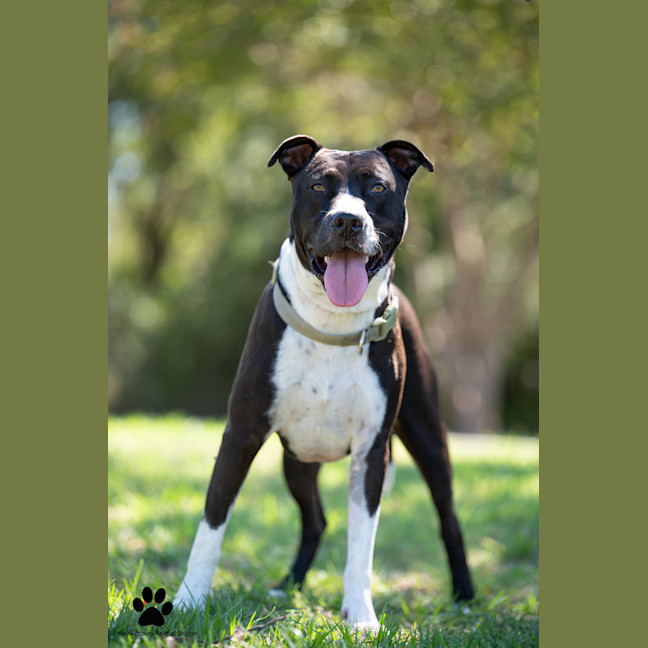 Photo of Tyson
