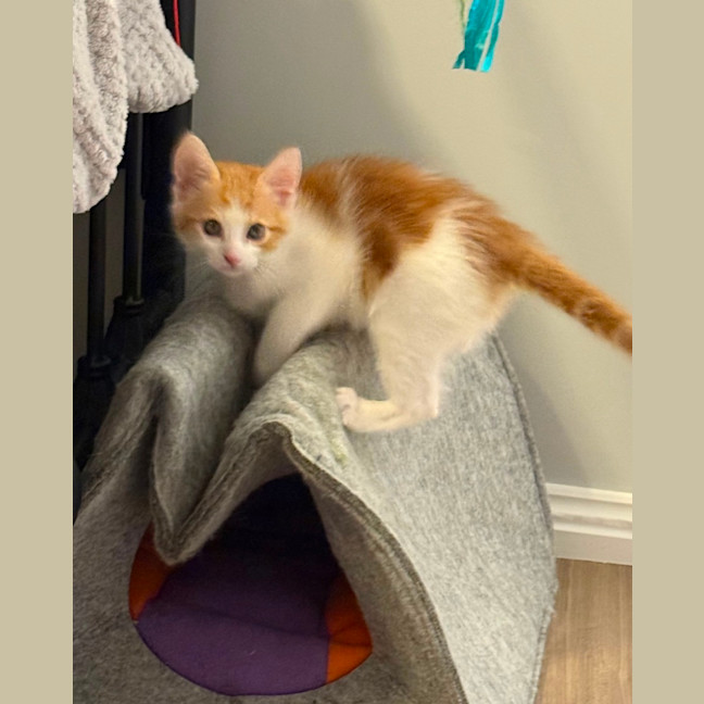 Photo of Callie