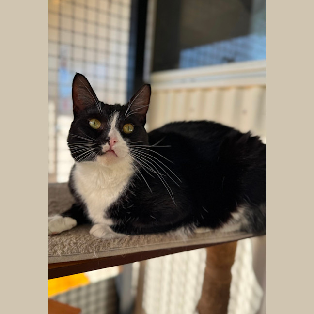 Photo of Maow Maow