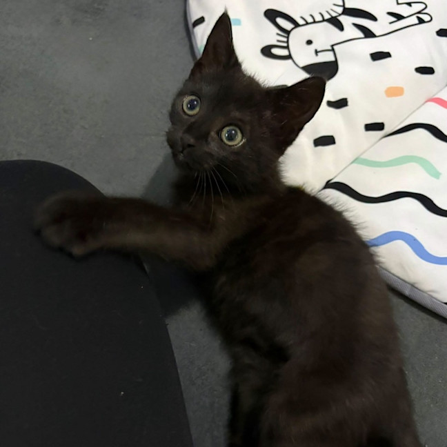 Photo of Mazikeen