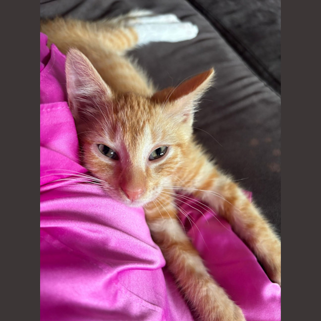 Photo of Apricot