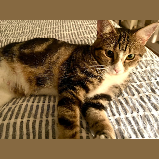 Photo of Mochi