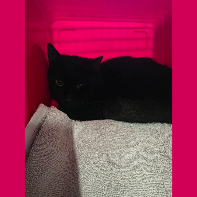 Photo of Wilbur