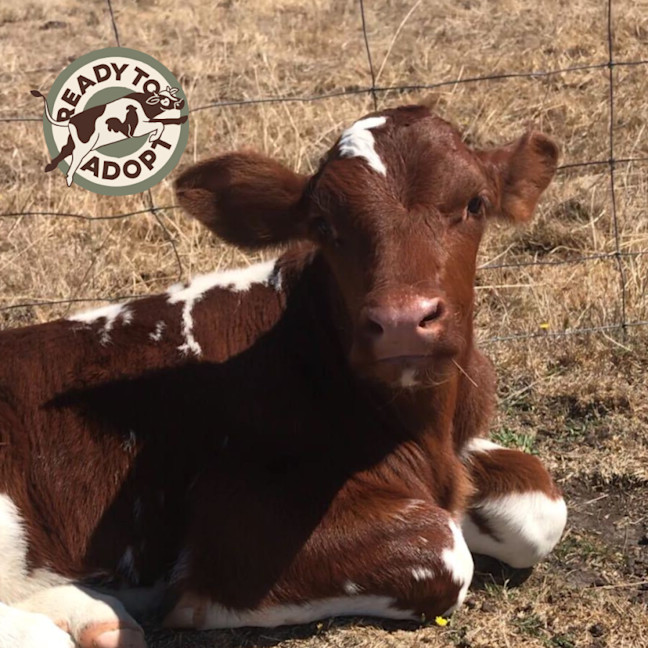 Photo of Bambi & Calcifer