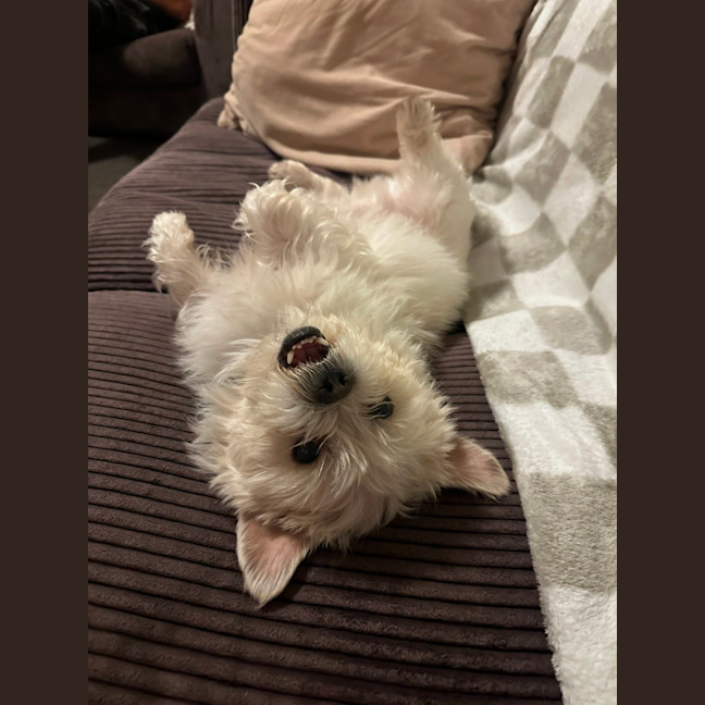 Photo of Gremlin