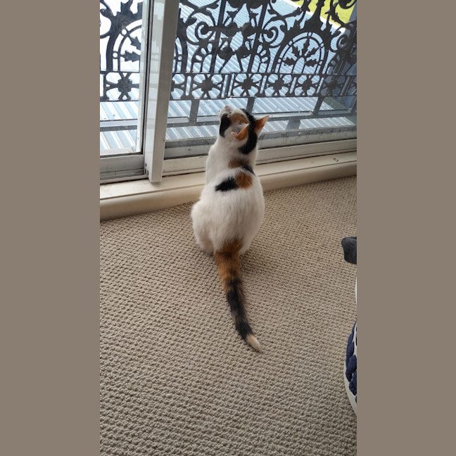 Photo of Lily