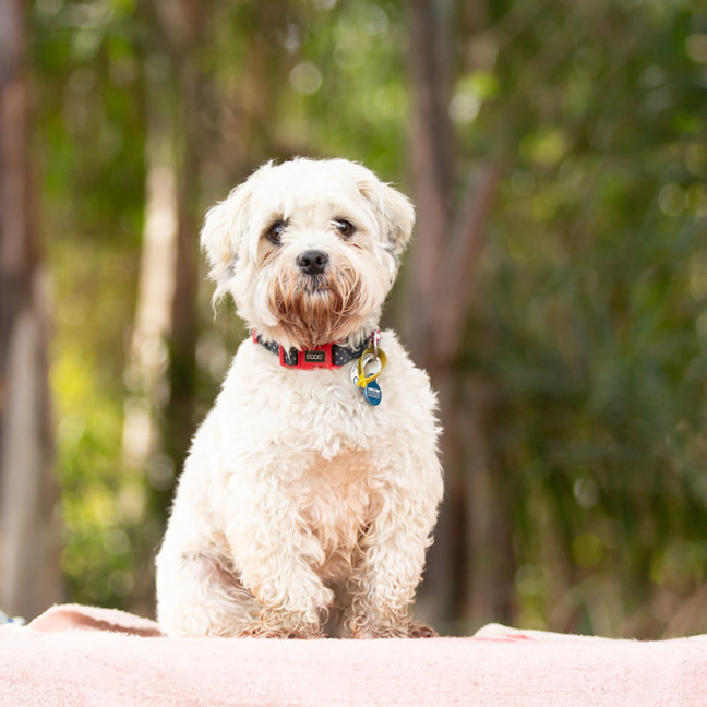 Photo of Alfie 