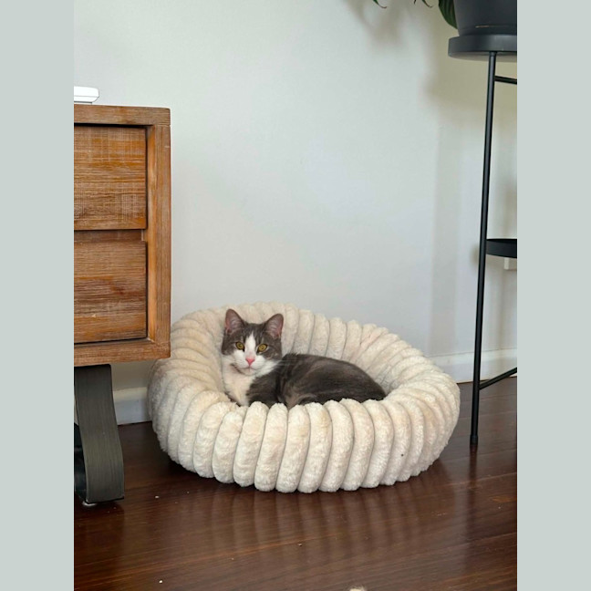 Photo of Penn **2nd Chance Cat Rescue**