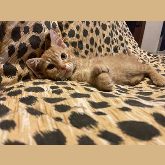 Photo of Dave The Third 