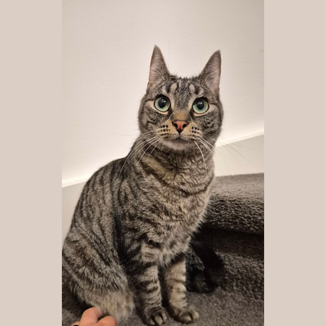 Photo of Tabby Beauty Mabel