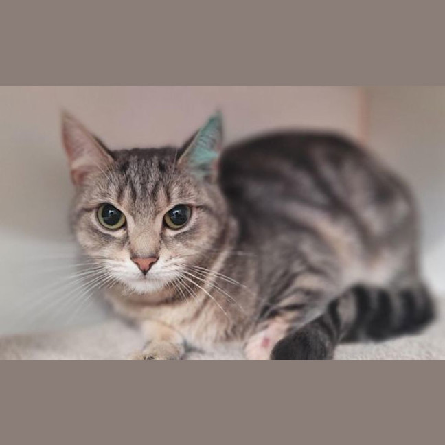 Photo of Miso