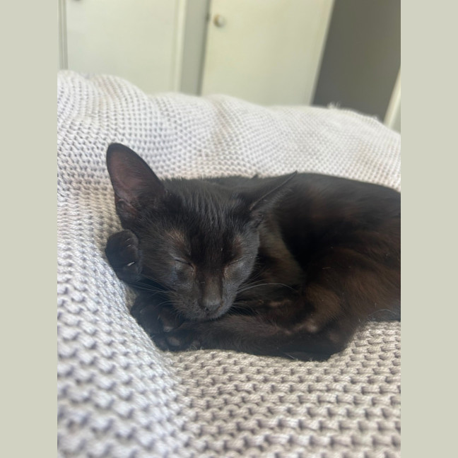 Photo of Ava   4 Month Old Domestic Short Hair