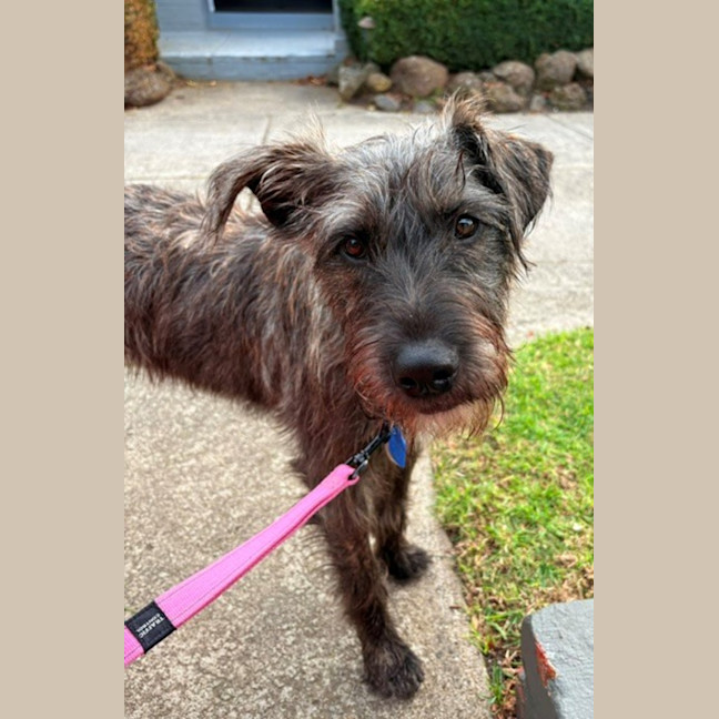 Photo of Tallulah (Loola)